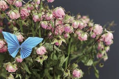 Dried Pink Roses And Blue Butterfly In Vase Royalty Free Stock Photo
