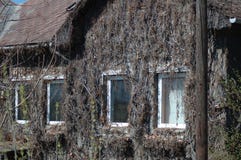 Dried plants on the wall of the house. royalty free stock photos Dried plants on the wall of the house. royalty free stock photos