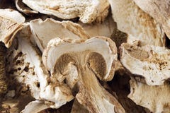 Dried Porcini Mushrooms Royalty Free Stock Image Dried Porcini Mushrooms Royalty Free Stock Image