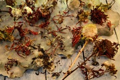Dried seeds of aster and daisy flowers with pestles and grunge paper on table royalty free stock image Dried seeds of aster and daisy flowers with pestles and grunge paper on table royalty free stock image