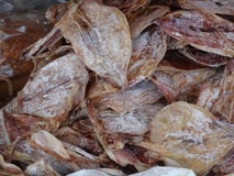 Dried squids in local market stock photos Dried squids in local market stock photos