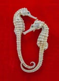 Dried two Seahorse on red flannel background Hippocampus For education. Stock Photos Dried two Seahorse on red flannel background Hippocampus For education. Stock Photos