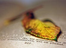 A dried yellow leaf lying on an old vintage book stock photo A dried yellow leaf lying on an old vintage book stock photo