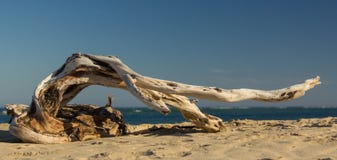 Driftwood tancerz fotografia stock Driftwood tancerz fotografia stock