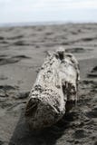 Driftwood στην παραλία στοκ εικόνες με δικαίωμα ελεύθερης χρήσης Driftwood στην παραλία στοκ εικόνες με δικαίωμα ελεύθερης χρήσης