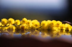 Drijvende mimosa's stock afbeeldingen Drijvende mimosa's stock afbeeldingen