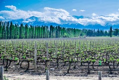 Tupungato (outside Mendoza), Argentina stock image Tupungato (outside Mendoza), Argentina stock image
