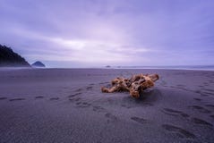 Drivved som tvättas upp längs den steniga kustlinjen i Oregon arkivbild Drivved som tvättas upp längs den steniga kustlinjen i Oregon arkivbild