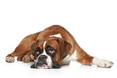 Droevige de hond van de bokser Stock Afbeeldingen Droevige de hond van de bokser Stock Afbeeldingen