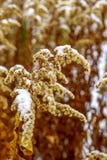 Droge goldenrod Solidago is behandeld met sneeuw in de winter royalty-vrije stock foto Droge goldenrod Solidago is behandeld met sneeuw in de winter royalty-vrije stock foto