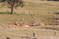 Droge landbouwgrond met schapen het weiden Droogte in Australië stock fotografie Droge landbouwgrond met schapen het weiden Droogte in Australië stock fotografie