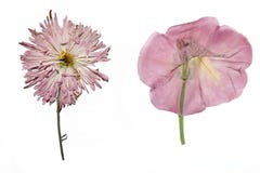 Droge tuinbloemen royalty-vrije stock afbeelding Droge tuinbloemen royalty-vrije stock afbeelding