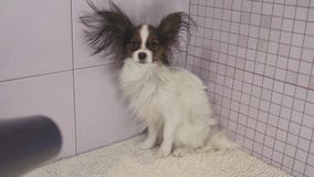 Drogende hond na het baden de Continentale Toy Spaniel Papillon video van de voorraadlengte stock video Drogende hond na het baden de Continentale Toy Spaniel Papillon video van de voorraadlengte stock video