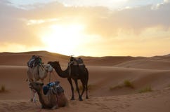 Dromedar som vilar i soluppgången av Sahara Great Desert i höga kartbokberg, Marocko arkivbilder Dromedar som vilar i soluppgången av Sahara Great Desert i höga kartbokberg, Marocko arkivbilder