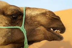 Dromedary lizenzfreie stockbilder Dromedary lizenzfreie stockbilder