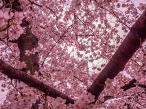 Dromerig Cherry Blossoms royalty-vrije stock foto's Dromerig Cherry Blossoms royalty-vrije stock foto's