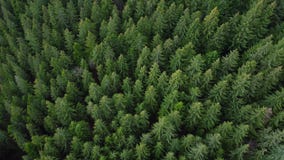 Drone aerial shot of flying over spruce conifer treetops. Evergreen fir or pine tree forest. Flight on mountain wood