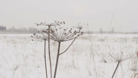 Droog gras met grote sneeuwkappen op de achtergrond van de winterbos op een sneeuwdag stock videobeelden Droog gras met grote sneeuwkappen op de achtergrond van de winterbos op een sneeuwdag stock videobeelden
