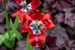 Drooping red tulip flower that has seen better days royalty free stock photo Drooping red tulip flower that has seen better days royalty free stock photo