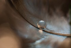 A drop of water reflecting light and Shine on a gray-white feather on a brown background royalty free stock photography A drop of water reflecting light and Shine on a gray-white feather on a brown background royalty free stock photography