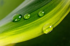 Droplet Of Morning Dew On A Leaf Royalty Free Stock Images