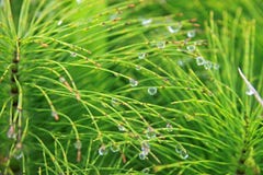 Droplets On Green Vegetation Royalty Free Stock Photos Droplets On Green Vegetation Royalty Free Stock Photos