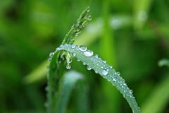 Droplets On Green Vegetation Stock Image