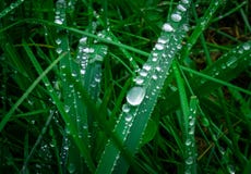 Droppar av dagg p? gr?set royaltyfria bilder Droppar av dagg p? gr?set royaltyfria bilder