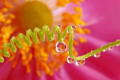 Drops And Flower Stock Images