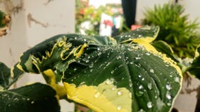 Drops contemplating the nature of the plants royalty free stock image Drops contemplating the nature of the plants royalty free stock image