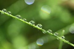 Drops of dew on a grass stock photography Drops of dew on a grass stock photography
