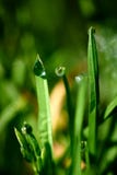 Drops of dew on the green grass Royalty Free Stock Photo Drops of dew on the green grass Royalty Free Stock Photo