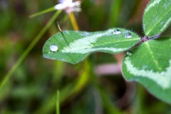 Drops of dew on top of a clover leaf royalty free stock images Drops of dew on top of a clover leaf royalty free stock images