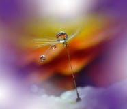 Drops On Floral Background Closeup.Tranquil Abstract Art Photography.Print For Wallpaper.Floral Fantasy Design.Nature,macro,orange Royalty Free Stock Photo