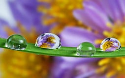 Drops On Grass Blade Royalty Free Stock Images Drops On Grass Blade Royalty Free Stock Images