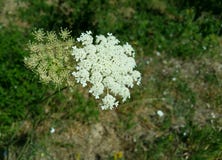 Drottningen Annes snör åt vita lösa blommor fotografering för bildbyråer Drottningen Annes snör åt vita lösa blommor fotografering för bildbyråer
