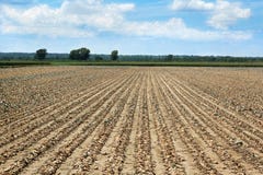 Drought: Dead Crops