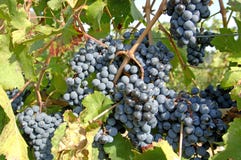 Druiven 3 van wijnmakerij-pinot Noir Royalty-vrije Stock Afbeelding Druiven 3 van wijnmakerij-pinot Noir Royalty-vrije Stock Afbeelding