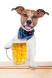 Drunk dog with beer