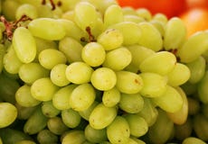 Druvor kan användas för framställning av vin, driftstopp, fruktsaft, gelé, druva kärnar ur extrakten, russin, vinäger royaltyfria bilder Druvor kan användas för framställning av vin, driftstopp, fruktsaft, gelé, druva kärnar ur extrakten, russin, vinäger royaltyfria bilder