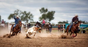 Drużynowy Łydkowy Roping Przy kraju rodeo zdjęcia royalty free Drużynowy Łydkowy Roping Przy kraju rodeo zdjęcia royalty free