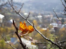 Dry autumn leaf stuck Royalty Free Stock Image Dry autumn leaf stuck Royalty Free Stock Image