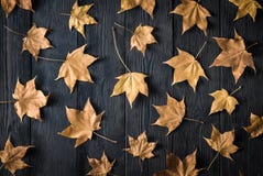 Dry autumn leaves on a dark background royalty free stock images Dry autumn leaves on a dark background royalty free stock images