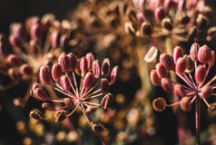 Dry dill inflorescence closeup stock photography Dry dill inflorescence closeup stock photography
