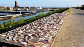 Dry dried fish in the sun on the sea dike royalty free stock photos Dry dried fish in the sun on the sea dike royalty free stock photos