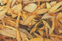 Dry fallen brown tree leaves, foliage background, autumn fall, moody atmosphere, text ready, toned, matte Royalty Free Stock Images Dry fallen brown tree leaves, foliage background, autumn fall, moody atmosphere, text ready, toned, matte Royalty Free Stock Images