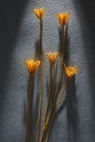 Dry Flower Stock Photos