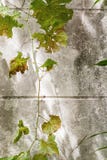 Dry grapes leaves on dirty concrete wall stock image Dry grapes leaves on dirty concrete wall stock image