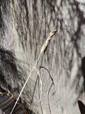 Dry grass against the background of the old fence royalty free stock images Dry grass against the background of the old fence royalty free stock images