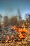Dry Grass Blazes Among Bushes, Fire In Bushes Area Royalty Free Stock Images